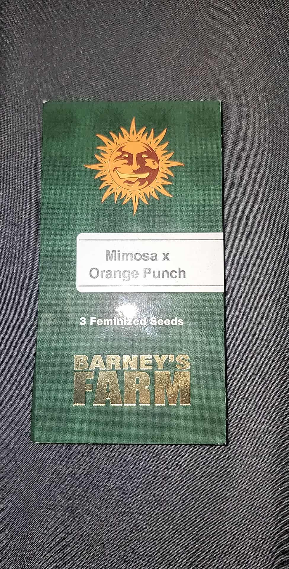 Mimosa x Orange Punch