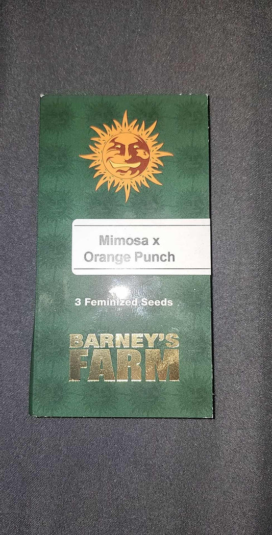 Mimosa x Orange Punch