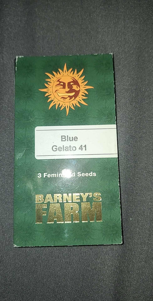 Blue Gelato 41